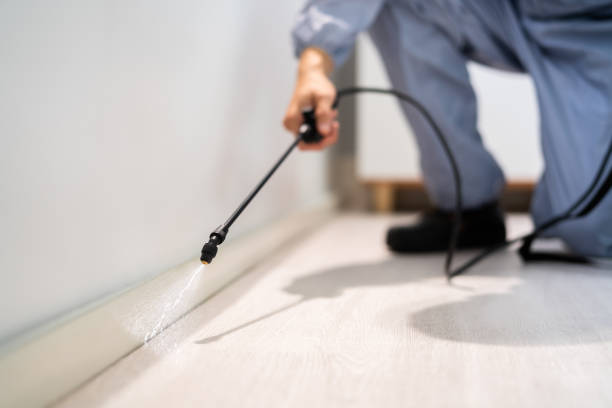 Licensed Wasp Removal service in Fort Scott, KS - Show Me Pest Control